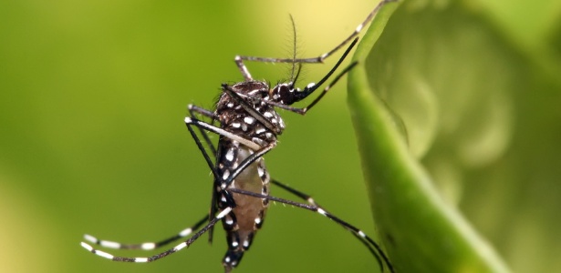 Mosquito Aedes Aegypti, transmissor de doenças como a dengue e a febre chikungunya