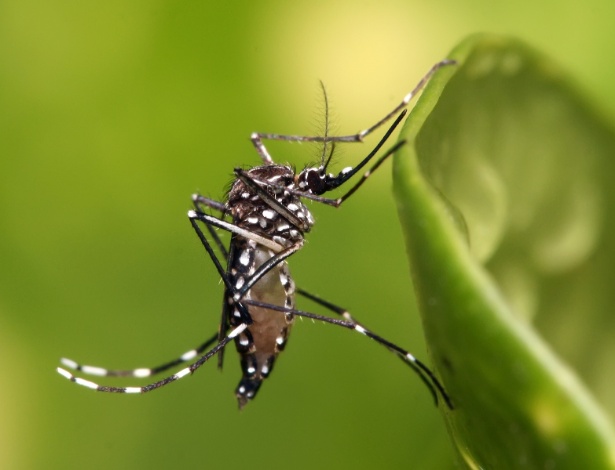 O mosquito Aedes aegypti, transmissor da dengue