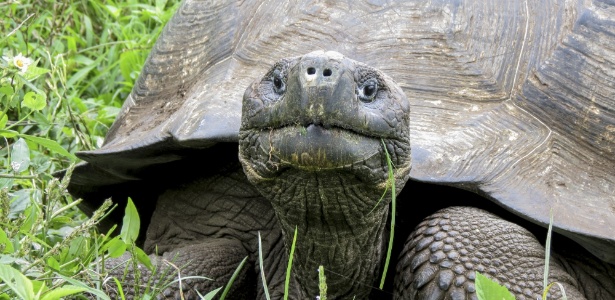 Projeto salva "Tartaruga Gigante de Darwin" de extinção