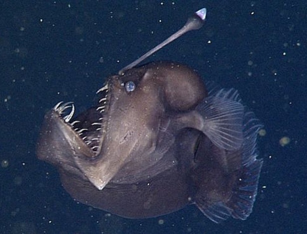 Um exemplar de peixe-diabo negro, o Melanocetus johnsonii, de aproximadamente nove centímetros foi filmado a uma profundidade de 600 metros no cânion submarino de Monterrey, na Califórnia