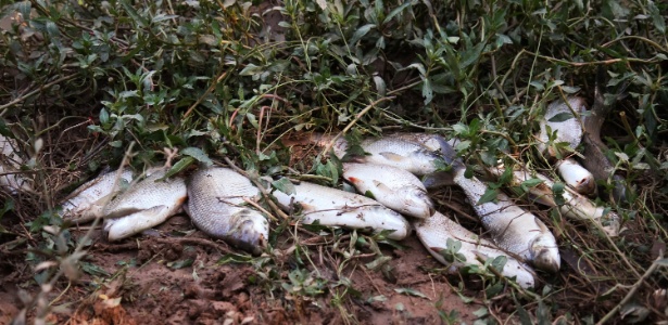 Peixes aparecem mortos em trecho do rio Tietê no município de Salto, no interior de São Paulo