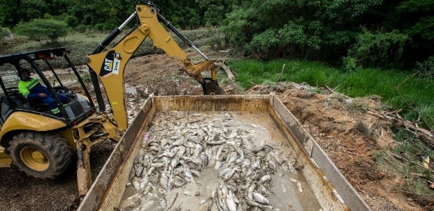 A mortandade de peixe é a maior já registrada no município, diz secretário