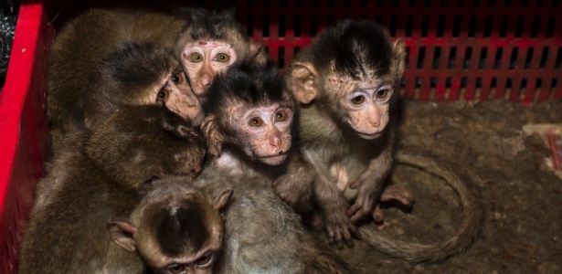Filhotes de macaco-de-cauda-longa são apreendidos pela polícia em lote de contrabando vindo do Vietnã para a província de Hunan, na China