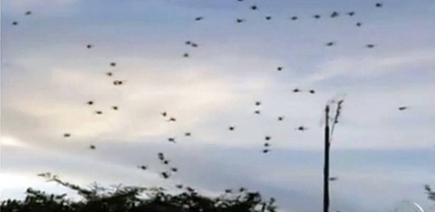 Milhares de aranhas infestam a área urbana e se acumulam em árvores ou postes de iluminação no distrito de Aparecida, município de São Manuel (SP). À tarde, os aracnídeos se desprendem das teias e flutuam ou caem sobre o solo, assustando crianças e jovens, que apelidaram o fenômeno de "chuva de aranhas"