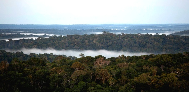 Amazônia abriga 17% do carbono estocado pela vegetação do planeta