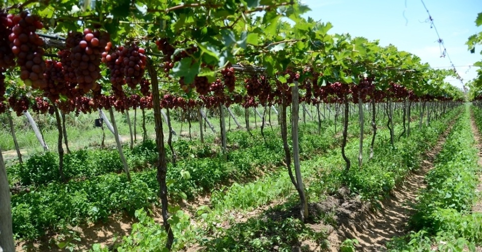 Resultado de imagem para andradas minas  vinho de uva campino