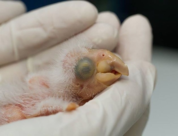 Um filhote de arara-azul-de-lear nasceu no Zoológico de São Paulo. É o primeiro filhote nascido em cativeiro na América Latina. O raro exemplar tem apenas dez dias de vida. Seu sexo só será descoberto daqui a dois meses, por meio de um exame de sangue