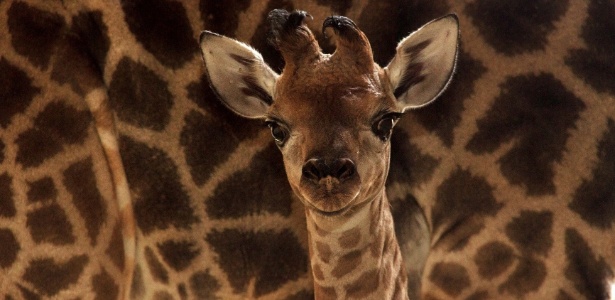 Filhote de girafa que nasceu no zoológico de São Paulo em maio