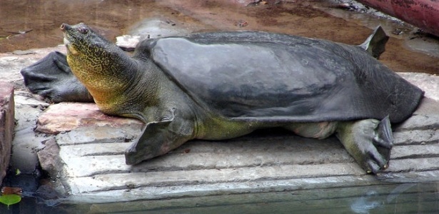A tartaruga de casco mole (de nome oficial Apalone ferox) fêmea, no zoológico Suzhou, próximo a Xangai, na China