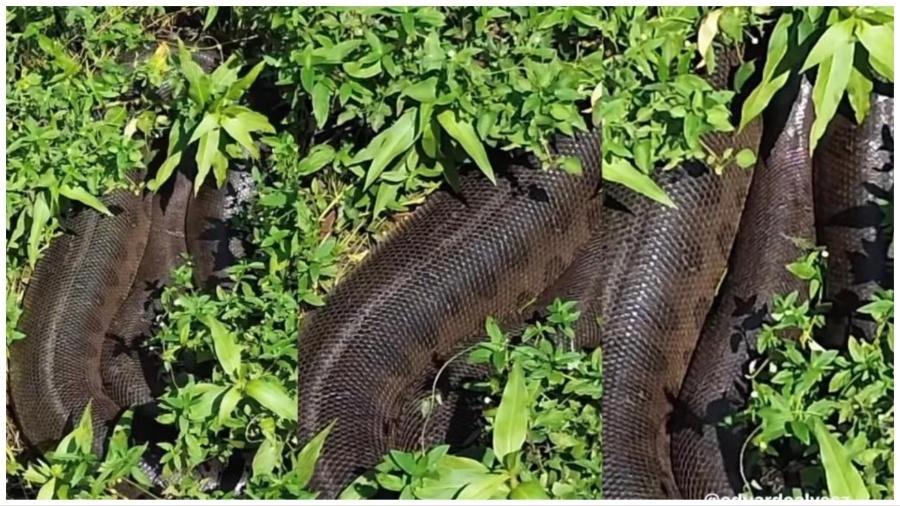 Cobra gigante que viralizou em vídeo pode ser real, mas não é encontrada no  Brasil