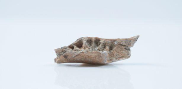 Parte do maxilar fossilizado do Homo floresiensis