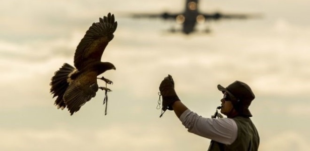 A falcoaria pode reduzir em 30% a 40% a probabilidade de colisão entre pássaros e aeronaves