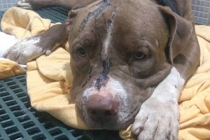 Polícia prende 3 suspeitos de amarrar e atirar em cão em João Pessoa (Foto: Divulgação)