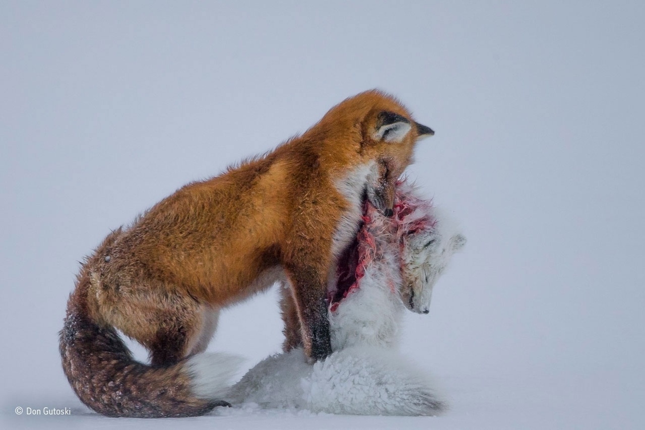 Resultado de imagem para wildlife photographer of the year