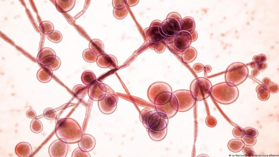 O fungo Candida pode causar infecções fúngicas invasivas