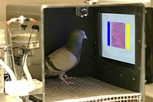 Os animais que detectam câncer e avisam pacientes antes de ataques (Foto: Univ. IowaWassermann Lab)