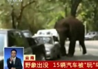 De coração partido, elefante descarrega raiva e destrói carros na China (Foto: BBC/Reprodução)