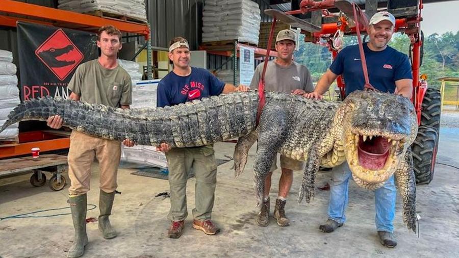 O grupo de caçadores levou cerca de sete horas para conseguir capturar o animal