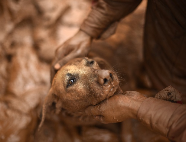 Bombeiro resgata cadela de dentro da lama em Paracatu de Baixo, em Mariana (MG)