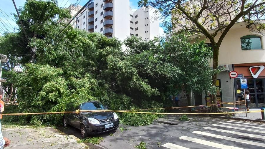 FOTOS: vento provoca queda de árvores, falta de energia elétrica e