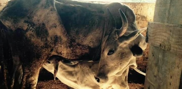 Bois, vacas e bezerros maltratados foram resgatados por um grupo de voluntários em São José (SC)