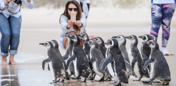 Grupo de 16 pinguins foi devolvido ao mar em Florianópolis após passar por tratamento durante dois meses 