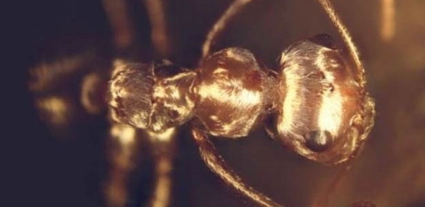 Formigas do deserto são capazes de sobreviver a temperaturas superiores a 70°C