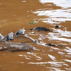 Peixes morreram tentando buscar oxigênio em fendas de pedras no rio Doce em Minas Gerais