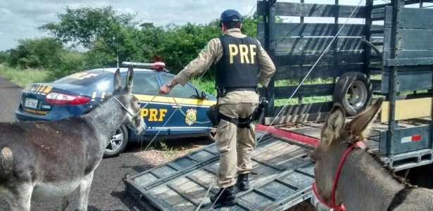 Jumentos apreendidos pela PRF (Polícia Rodoviária Federal) em estradas da Bahia são colocados em veículo para serem transportados e posteriormente abatidos