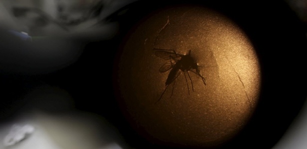 Técnico da Fiocruz analisa um mosquito Aedes aegypti através de um microscópio