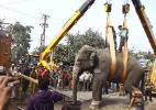 Elefante selvagem 'sai para passear' e causa pânico em cidade da Índia (Foto: Reuters)