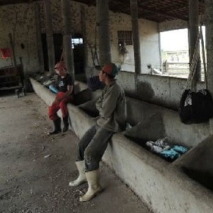 Trabalhadores libertados em curral que servia de dormitório em fazenda no interior do Ceará