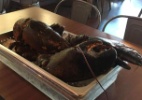 Larry, uma lagosta de 110 anos, escapa de virar comida na Flórida (Foto: Reprodução/Facebook/iRescue Wildlife)