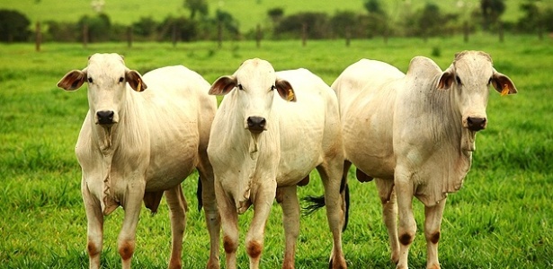 Vírus encontrado em gado entra em contato com humanos por meio da água contaminada pelas fezes do animal