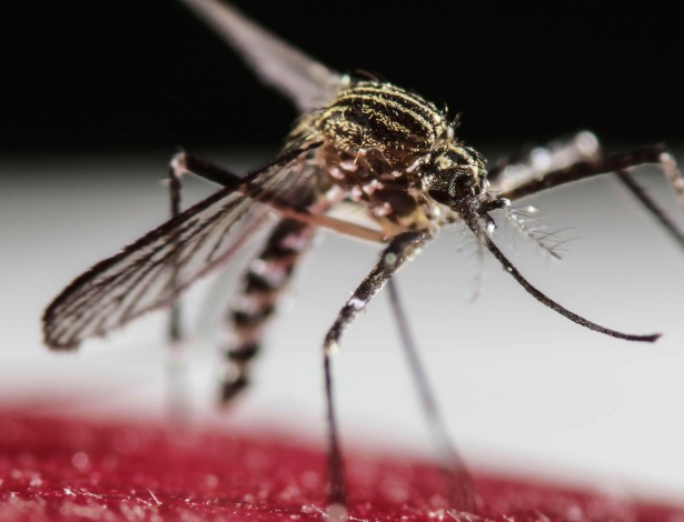 30.janeiro.2016 - Mosquito Aedes Aegypti na Costa Rica; zika vírus, mosquito 