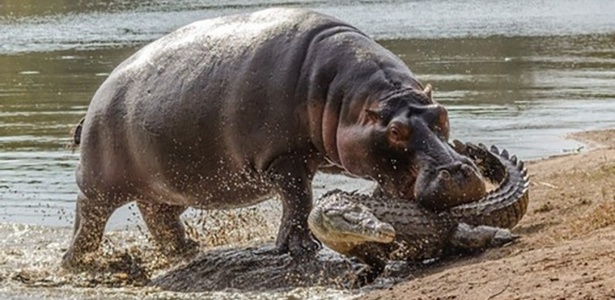 Hipopótamo fêmea ataca crocodilo para defender filhote em parque na África do Sul