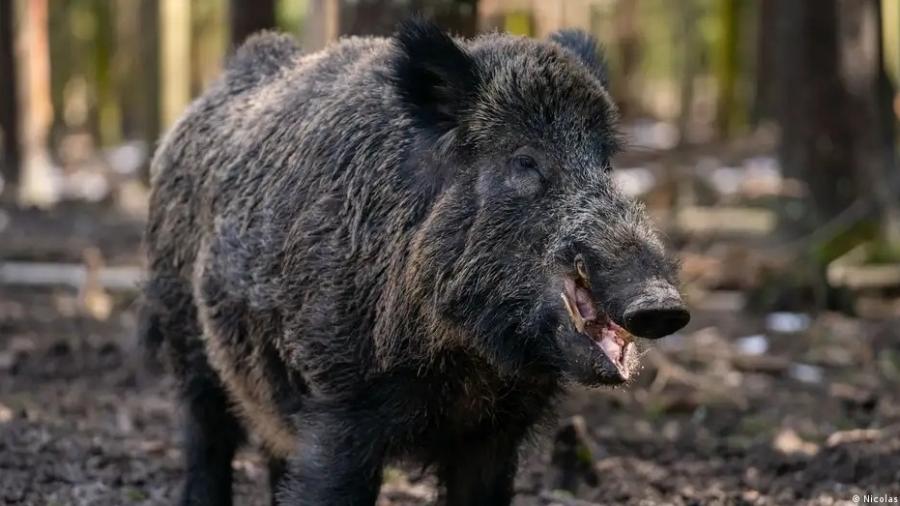 Jurassic Park enganou: tiranossauro rex tinha dentes ocultos e lábios