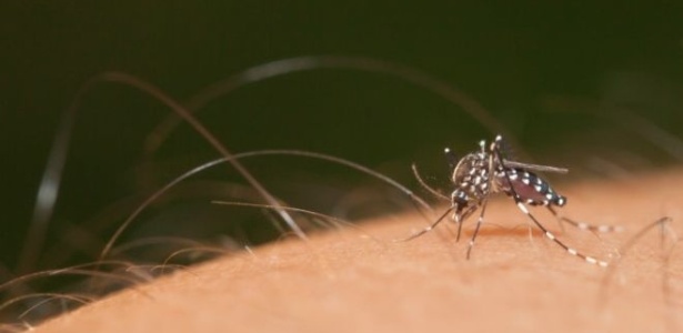 Genes que controlam o odor corporal poderiam atrair mosquitos, segundo pesquisa