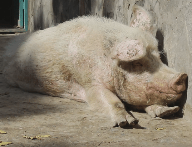 Comer e criar porcos é proibido pela lei islâmica, mas até que Khanzir leva uma boa vida!
