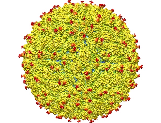 Representação da superfície do vírus da zika