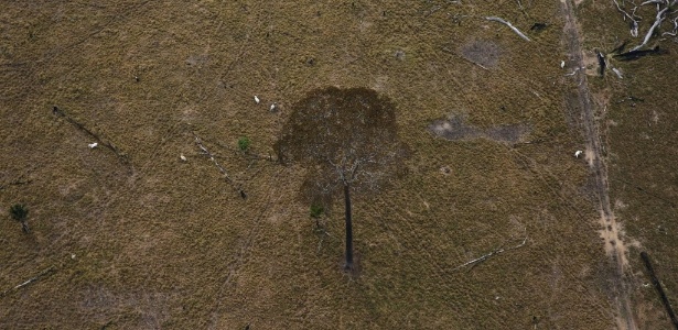 Árvore sobrevive solitária em área desmatada de Rio Pardo, em Porto Velho (RO)
