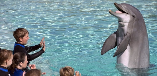 Pacientes do hospital infantil Rady nadam e interagem com golfinhos no Sea World
