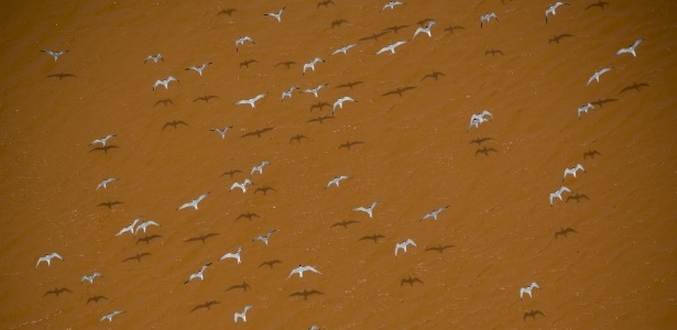 Aves sobrevoam praia de Regência (ES), próxima à foz do rio Doce