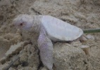 Vídeo capta nascimento raro de tartaruga albina na Austrália (Foto: Reprodução/Facebook)