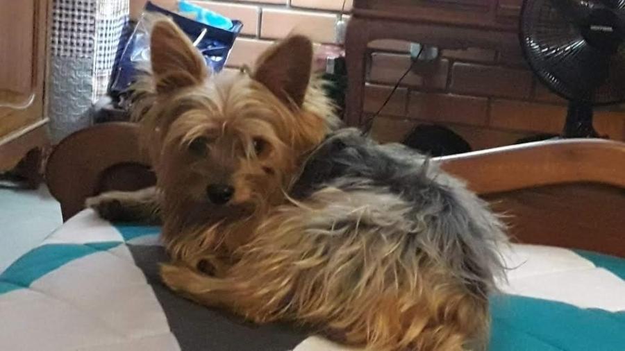 Cão foi devolvido à família após publicações em redes sociaisImagem: Augusto Xavier/Arquivo Pessoal