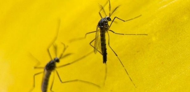 O mosquito OX513A, desenvolvido pela empresa britânica Oxite, será liberado em larga escala em Piracicaba 