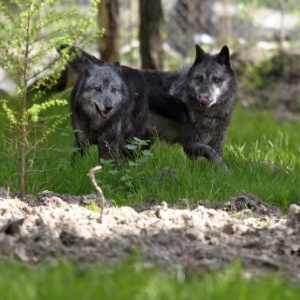 Jean-Christophe Verhargen/AFP/6.mai.2013 