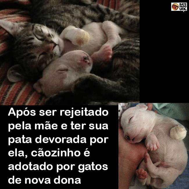 bate papo portugues chat portugal bate papo portugues chat portugal