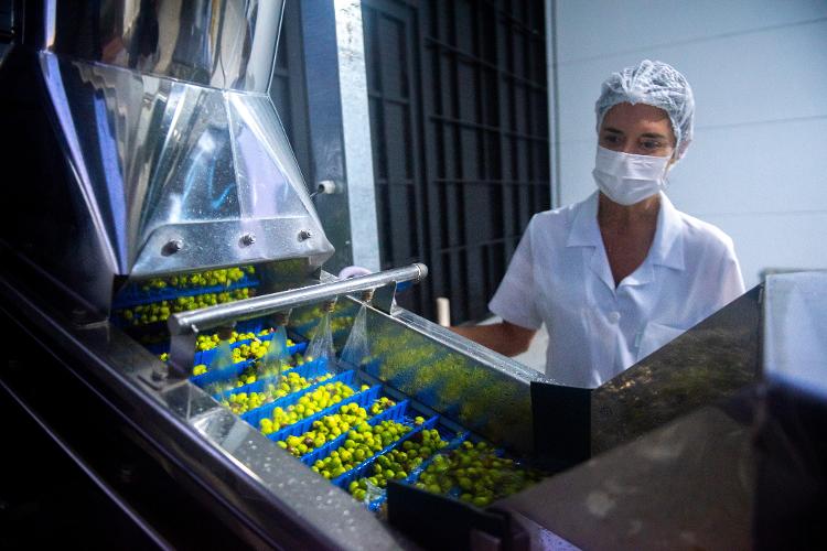 Produção na Fazenda Serra dos Tapes