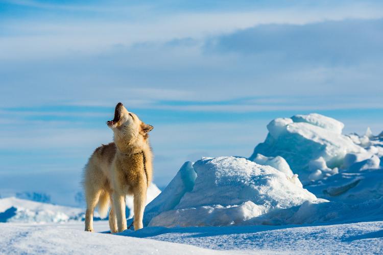 Cão na Groenlândia - Getty Images